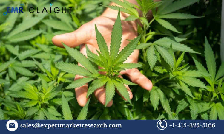 Read more about the article United States Medical Cannabis Market Size, Share, Report and Forecast 2024-2032