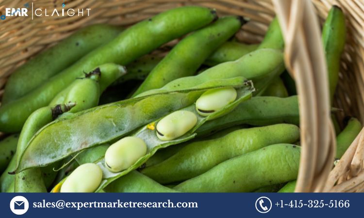 Read more about the article Fava Beans Market Report, Trends, Growth, Key Players, Share, Size, Forecast 2024-2032