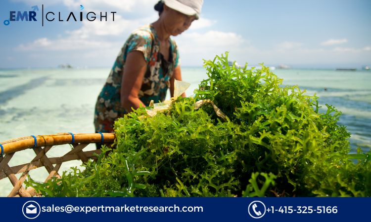 Read more about the article North America Commercial Seaweeds Market Report, Trends, Growth, Key Players, Share, Size, Forecast 2024-2032