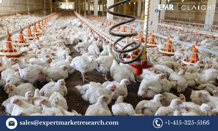 You are currently viewing India Poultry Management Market Report, Trends, Growth, Key Players, Share, Size, Forecast 2024-2032