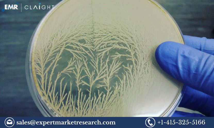 Read more about the article Agricultural Microbials Market Size, Share, Trends, Report and Forecast 2024-2032